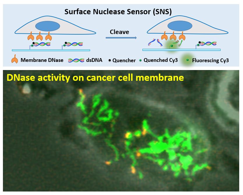 DNase on cancer cell membrane